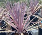 Cordyline x 'Dance Paso Doble' - Image 4