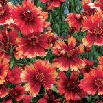 Coreopsis 'Desert Coral'