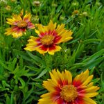 Coreopsis 'Lil' Bang Daybreak'