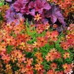 Coreopsis 'Tropical Lemonade'