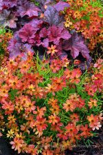 Coreopsis 'Tropical Lemonade'