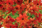 Coreopsis 'Tropical Lemonade' - Image 2
