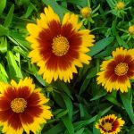 Coreopsis 'UpTick Yellow & Red'