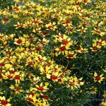 Coreopsis verticillata 'Firefly'