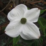 Cornus 'Eddie's White Wonder'