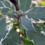 Cornus alba 'Elegantissima'