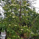 Cornus capitata 'Mountain Moon'