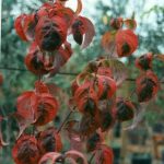 Cornus florida 'Cherokee Sunset'
