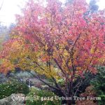 Cornus kousa 'Chinensis'