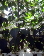 Cornus kousa 'Milky Way'