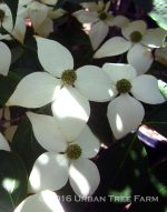 Cornus kousa 'Milky Way' - Image 2