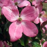 Cornus kousa 'Satomi' STD