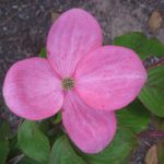 Cornus kousa 'Satomi'