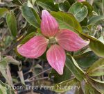 Cornus kousa 'Scarlet Fire' - Image 2