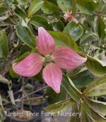 Cornus kousa 'Scarlet Fire' - Image 3