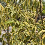 Cornus kousa 'Summer Gold'