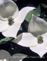 Cornus kousa - Image 2