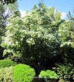 Cornus kousa - Image 3