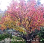 Cornus kousa - Image 4