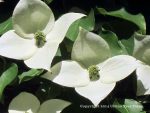 Cornus kousa - Image 6