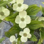 Cornus rutgersensis 'Aurora'