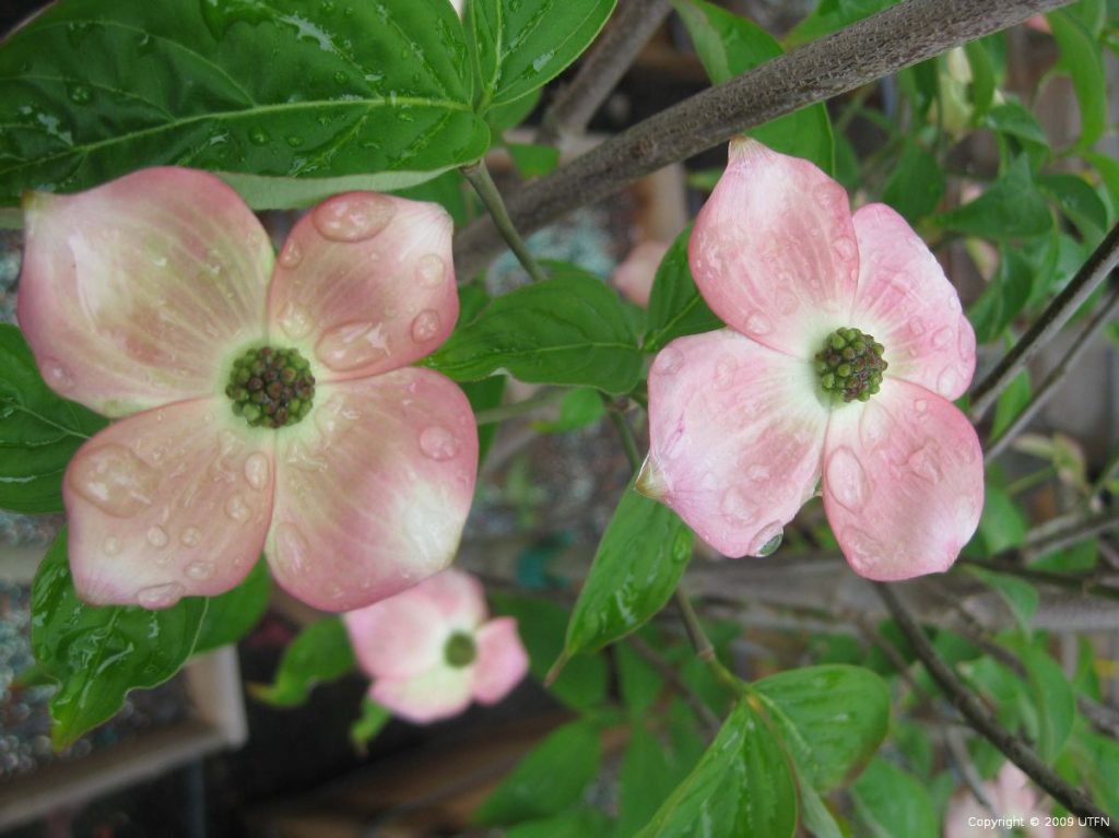 Cornus rutgersensis 'Stellar Pink' | Urban Tree Farm Nursery
