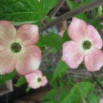 Cornus rutgersensis 'Stellar Pink'