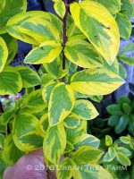 Cornus sericea 'Hedgerows Gold' - Image 2