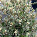 Correa 'Ivory Bells'