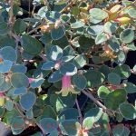 Correa 'Sister Dawn'