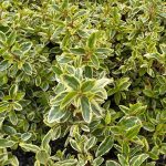 Correa 'Wyn's Wonder'