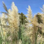 Cortaderia selloana 'Pumila'