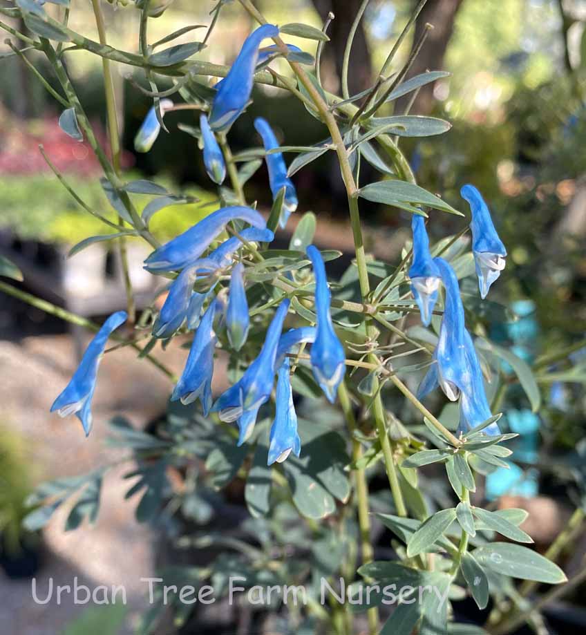 Corydalis-flexuosa-Porcelain-Blue Corydalis flexuosa 'Porcelain Blue' - Image 1