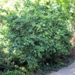 Corylus avellana 'Contorta'