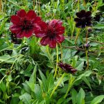 Cosmos atrosanguineus 'Chocamocha'