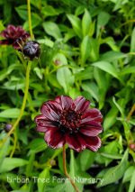 Cosmos atrosanguineus 'Chocamocha' - Image 2
