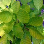 Cotinus coggygria 'Golden Spirit'