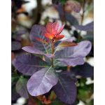 Cotinus coggygria 'Purpureus'