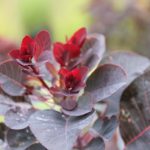Cotinus coggygria 'Royal Purple'