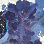 Cotinus coggygria 'Winecraft Black'