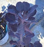 Cotinus coggygria 'Winecraft Black'