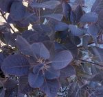 Cotinus coggygria 'Winecraft Black' - Image 2