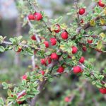 Cotoneaster dammeri 'Coral Beauty'