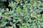 Cotoneaster dammeri 'Coral Beauty' - Image 2