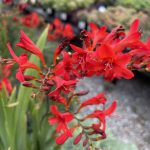 Crocosmia masoniorum 'Diablito'