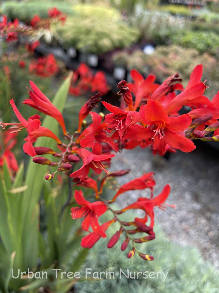 Crocosmia-masoniorum-Diablito Crocosmia masoniorum 'Diablito' - Image 1