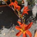 Crocosmia masoniorum 'Jochem'