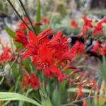 Crocosmia masoniorum 'Lucifer'