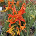 Crocosmia masoniorum 'Paul Bunyun'