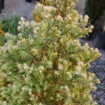 Cryptomeria japonica 'Bandai'